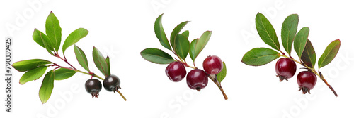 ses of bearberry, with their leathery leaves and red fruit, isolated on transparent background photo