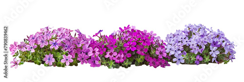 set of Creeping Phlox, with their carpet-like spread and colorful blooms, isolated on transparent background © SRITE KHATUN