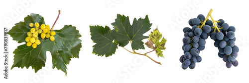 set of Oregon grapes, showing off their holly-like leaves and yellow flowers, isolated on transparent background