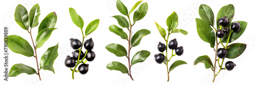 set of huckleberries, highlighting their fruit-bearing branches and vibrant fall colors, isolated on transparent background photo