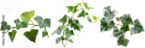 set of Algerian ivy, with large glossy leaves and vigorous growth, ideal for covering walls, isolated on transparent background photo