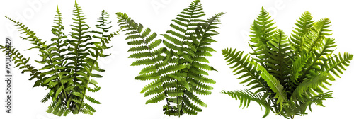 set of garden ferns, showcasing their intricate fronds and shade-loving nature, isolated on transparent background