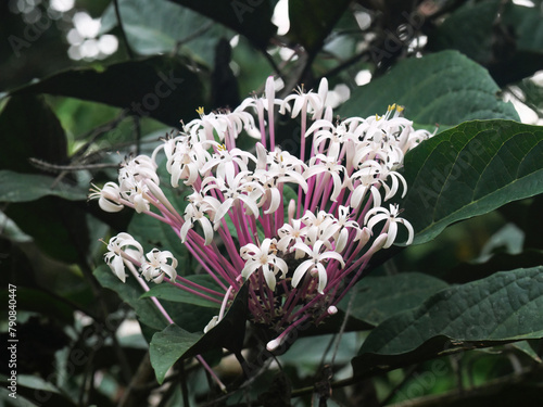 Starburst bush (Clerodendrum Quadriloculare) photo
