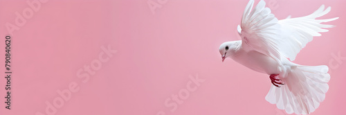 Mentorship dove web banner. Dove in flight on pink background with copy space. © Banner Brian