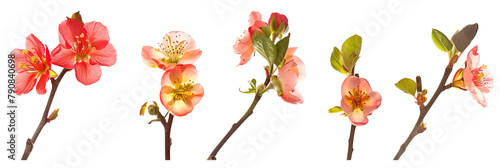 set of flowering quince, showcasing their early spring blooms, isolated on transparent background photo