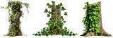 set of tree trunks covered with ivy, depicting the gradual takeover by creeping vines, isolated on transparent background