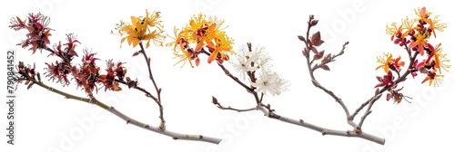 set of witch hazel bushes, each showcasing their unique, fragrant winter blooms, isolated on transparent background