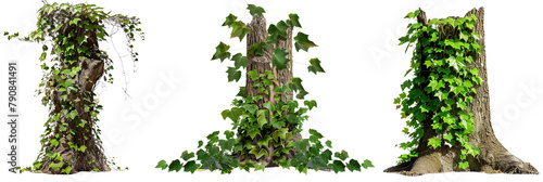 set of tree trunks covered with ivy, depicting the gradual takeover by creeping vines, isolated on transparent background