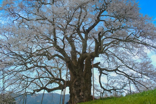 醍醐桜
