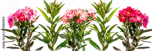 set of oleander shrubs  with colorful blooms  isolated on transparent background
