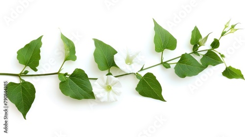 Fresh Bindweed Sprig with Green Leaves Isolated on White Background - Nature's Beauty in Summer