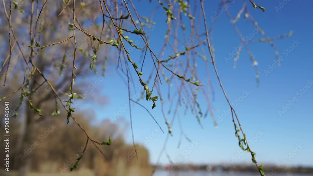 Budding trees. Tree buds. Tree branches covered with buds. Tree care. Early spring, selective focus. Budding trees. Tree buds. Tree branches covered with buds. Tree care. Early spring, selective focus.