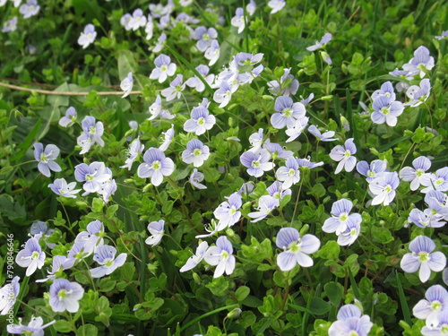 Błękitny kwiat rośliny z gatunku Veronica chamaedrys