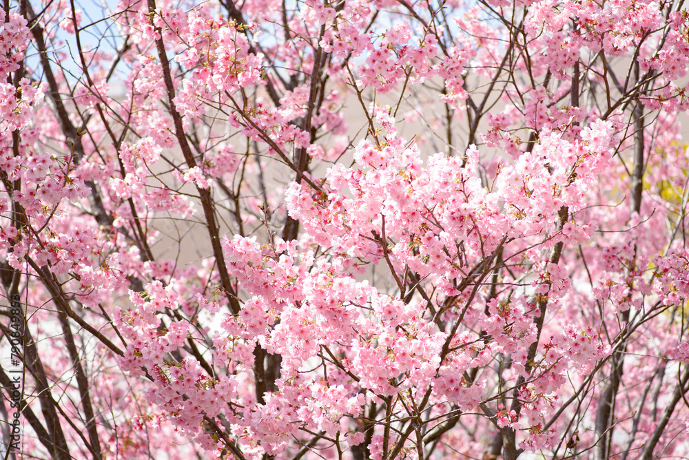 Fototapeta premium 満開の桜の木