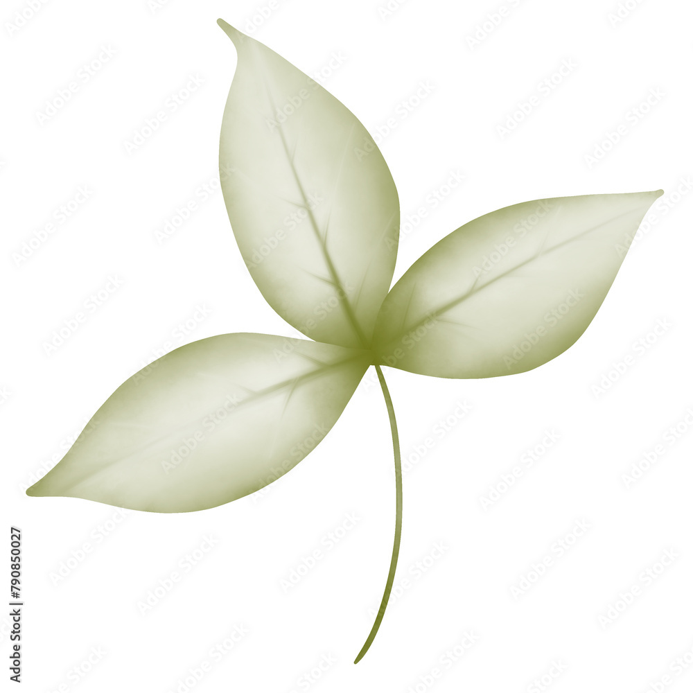 Obraz premium leaf isolated