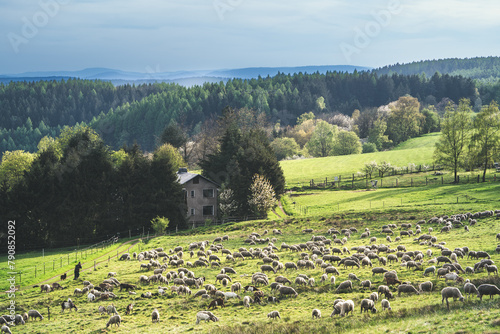 Schafherde im Thüringer Wald