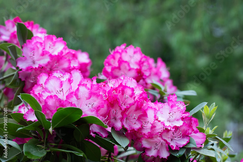 różowy rododendron na wiosne, rhododendron 