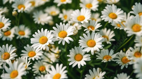 Field of daisy flowers. AI generated.
