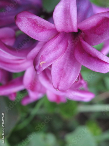 Zbliżenie na fioletowy kwiat hiacynta © Kumulugma