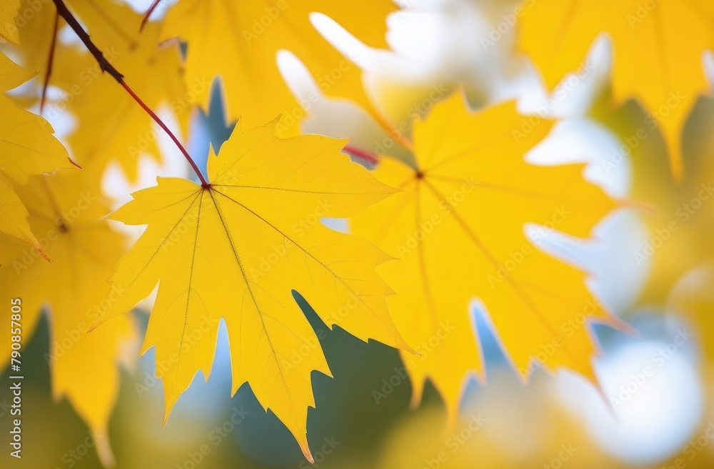 Yellow autumn maple leaves on the branches. Autumn background. Yellow autumn maple leaves on the branches. Autumn background.