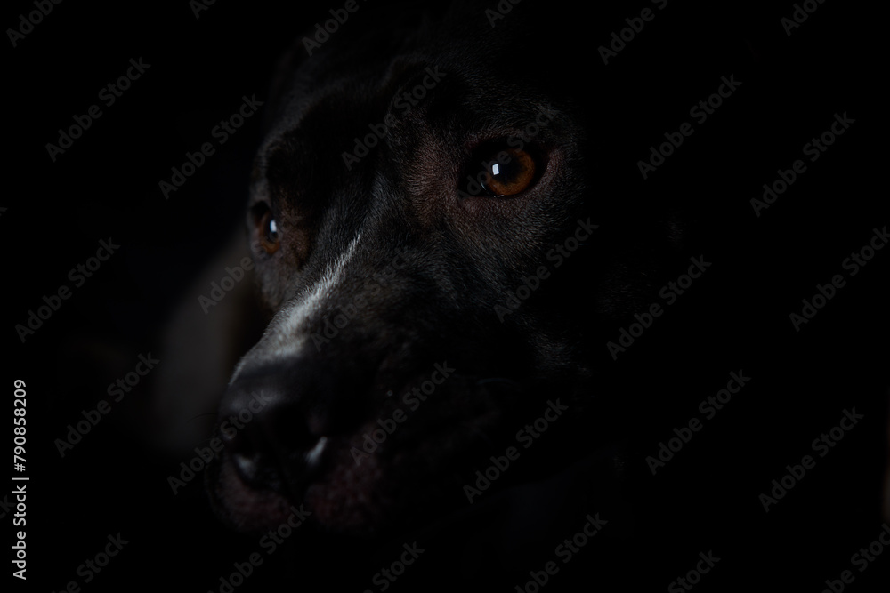 American pit bull terrier on dark background. Close up. Copy space. American pit bull terrier on dark background. Close up. Copy space.
