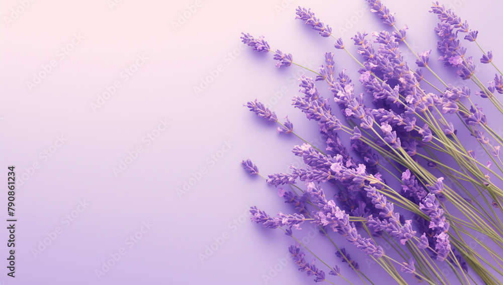 Fototapeta premium Lavender Elegance: Fresh Blooms on Purple Background