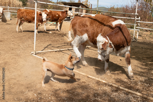 Asia China Yunnan Sha Xi Farm - Cows and Dogs Fighting