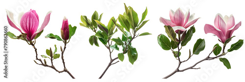 set of species of magnolia trees, each with distinct leaf shapes and bloom colors, isolated on transparent background