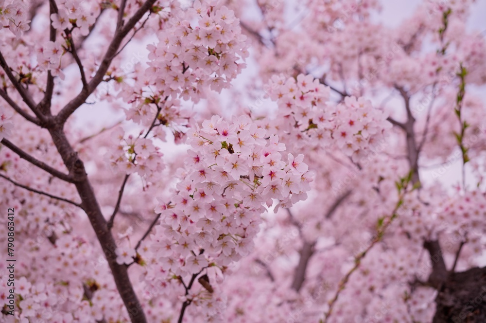 弘前の４月に咲く染井吉野のサクラの花