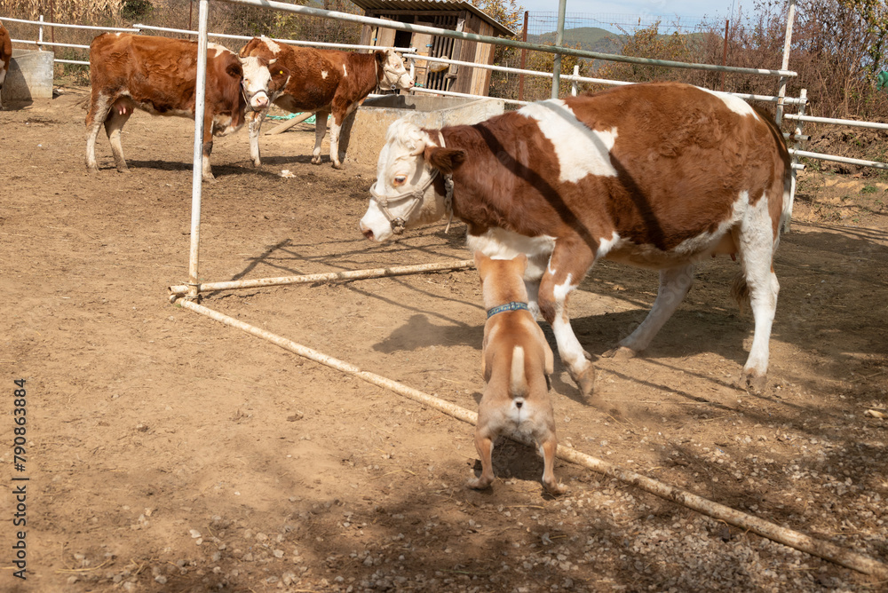Asia China Yunnan Sha Xi Farm - Cows and Dogs Fighting Asia China Yunnan Sha Xi Farm - Cows and Dogs Fighting