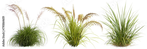 set of ornamental grasses, known for their flowy textures and wind-responsive movements, isolated on transparent background