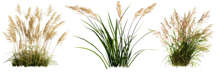set of ornamental grasses, known for their flowy textures and wind-responsive movements, isolated on transparent background