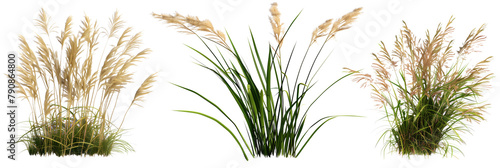 set of ornamental grasses, known for their flowy textures and wind-responsive movements, isolated on transparent background