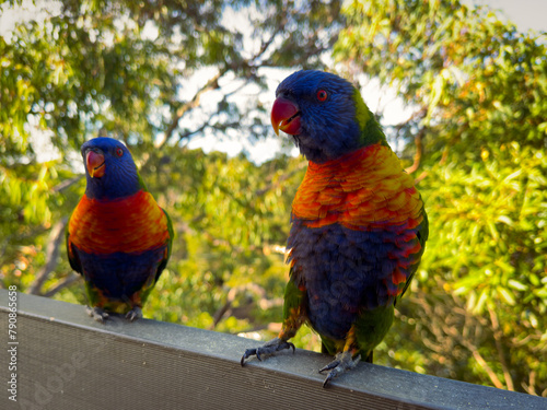 Rainbow Lorikeet Parrot. Birds of Australia. (ID: 790865658)