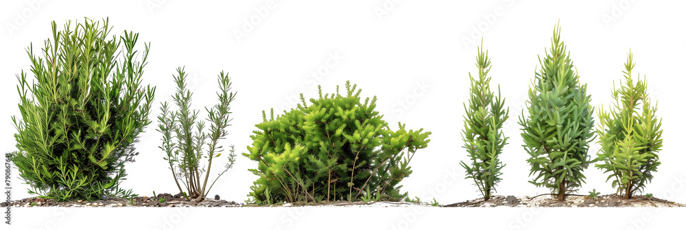 set of juniper bushes, varying from low ground covers to tall screens ...