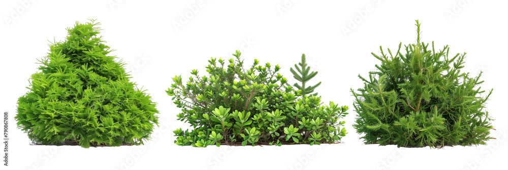 set of juniper bushes, varying from low ground covers to tall screens, displaying their adaptability, isolated on transparent background set of juniper bushes, varying from low ground covers to tall screens, displaying their adaptability, isolated on transparent background