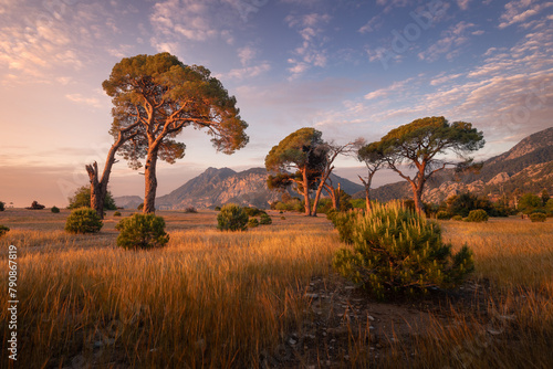 Tableau sur toile Big pine trees over grass and bushes with mountains and light sunrise clouds in