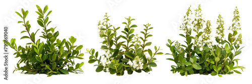 set of privet, highlighting their dense growth and small white flowers, isolated on transparent background