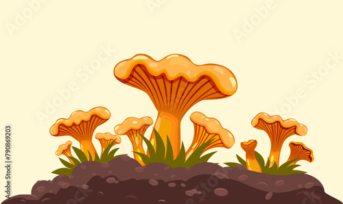 A clearing of light orange chanterelle mushrooms in a deciduous or coniferous forest. Common or real chanterelle. Close-up. Vector. Spring-autumn season.