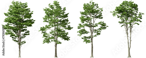 Tropics serene trees form set environmental cut on transparent backgrounds 3d illustrations png photo