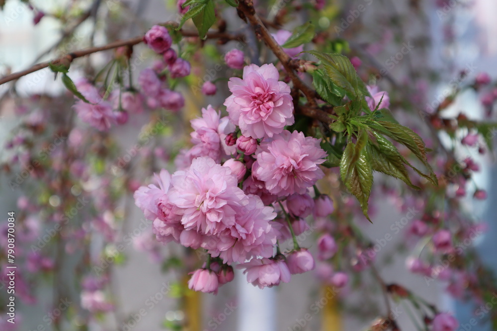 Fototapeta premium Sakura blooming. Natural flower pattern. Tenderness flowers of sakura at spring.