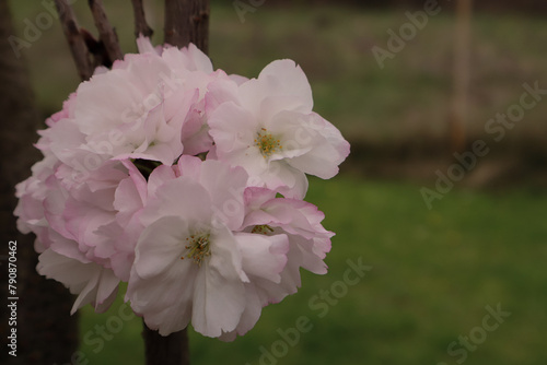 Sakura blooming. Natural flower pattern. Tenderness flowers of sakura at spring.