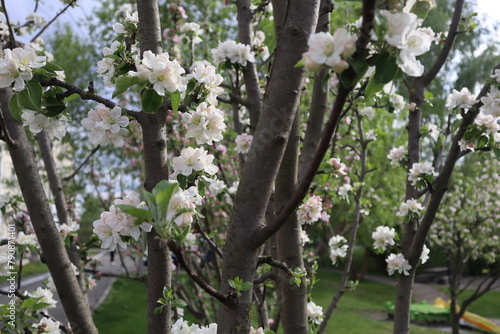 Blooming Branches of apple tree at spring close up.