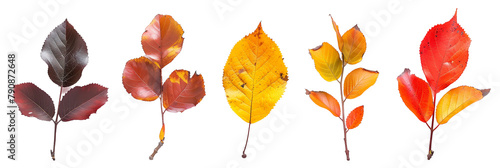 set of witch alder, showcasing their flamboyant fall colors, isolated on transparent background