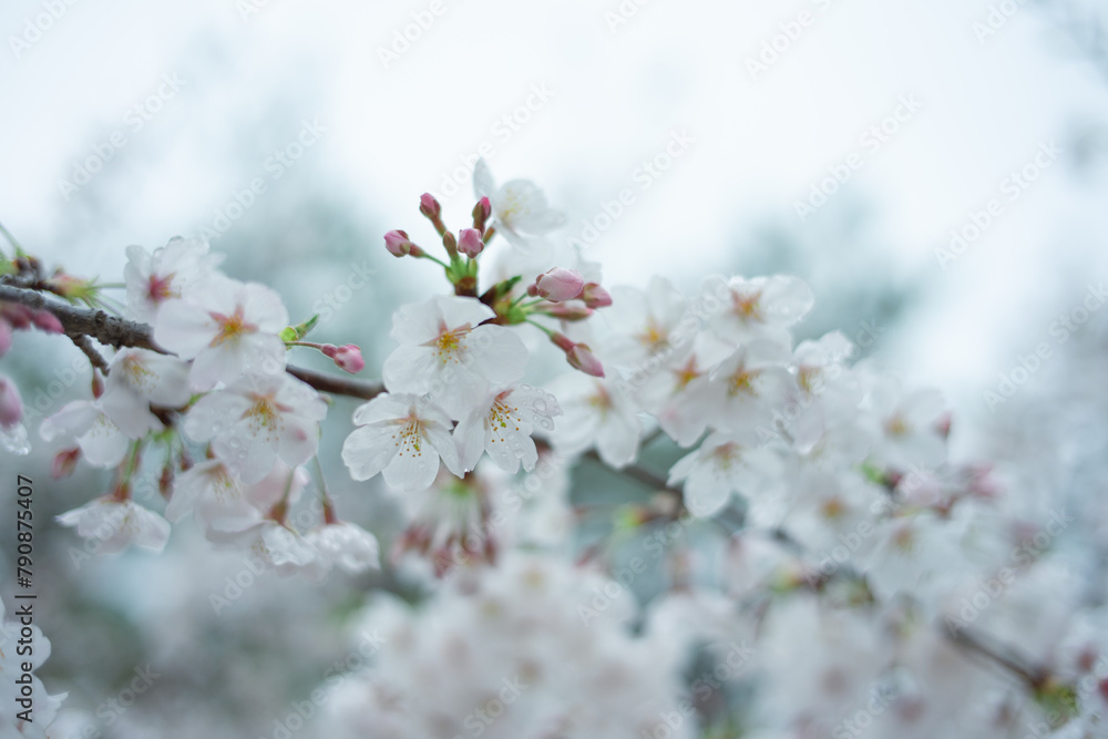Obraz premium ソメイヨシノ