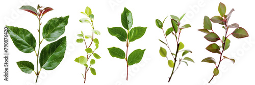 set of salal, a native evergreen understory shrub from the Pacific Northwest, isolated on transparent background photo