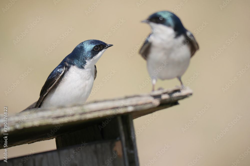 Obraz premium Tree swallows perched on a birdhouse during a spring season at the Pitt River Dike Scenic Point in Pitt Meadows, British Columbia, Canada