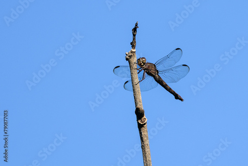A dragonfly clinging to the branch of a plant. Animal world. Nature