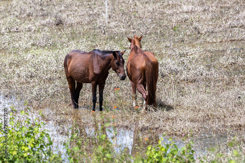 Wild horses grazing near a pond. Animal world. Nature