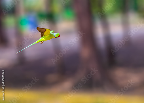 A Parakeet in flight